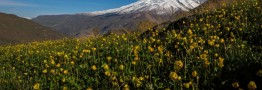 سازمان زمین&zwnj;شناسی: نشانه&zwnj;ای از فعالیت آتشفشانی در دماوند مشاهده نمی&zwnj;شود