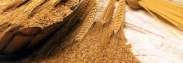 خرید تضمینی گندم رو به پایان است/ پرداخت 72 درصد مطالبات کشاورزان