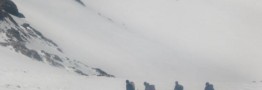 عملیات روز پنجم جست و جوی پیکر جانباختگان سانحه هوایی متوقف شد