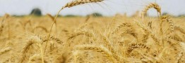 کشور به واردات گندم نیاز ندارد