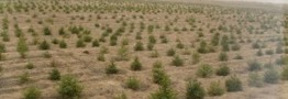 700 میلیارد ریال برای بیابان زدایی دریاچه ارومیه اختصاص یافت
