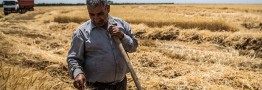 جولان دلالان در بازار گندم