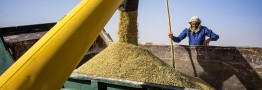 تاخیر مجدد در پرداخت؛ نیمی از مطالبات گندم&zwnj;کاران واریز می&zwnj;شود